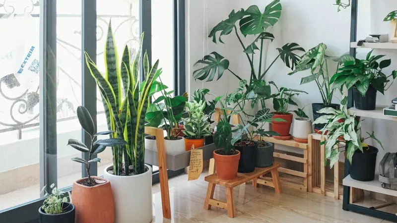 Easy Tools for Caring for Your Indoor Garden